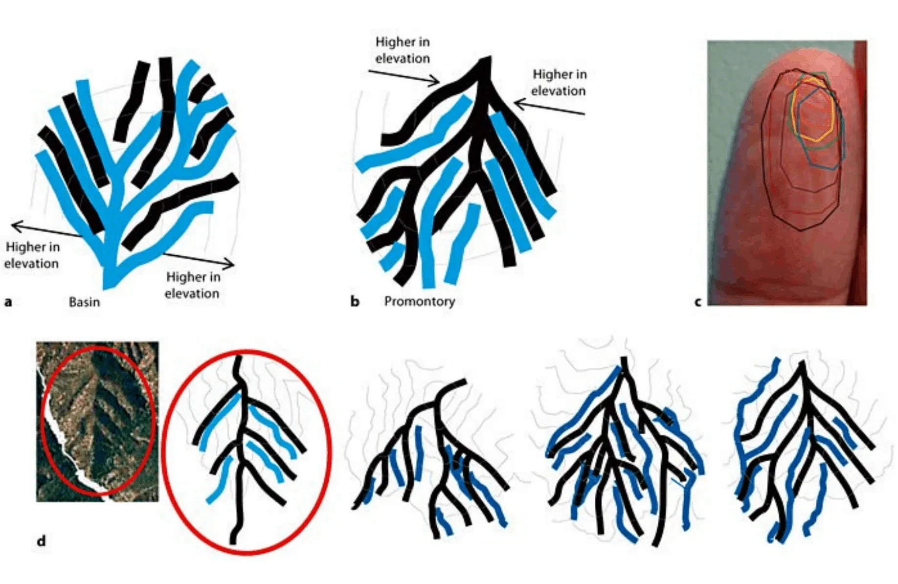 図1 Changizi et al. (2011) Fig.3. より引用。b が Promontory（岬型）の構造で、指のシワ型に該当するという (黒線部分でグリップするという予測) 。 a は逆の Basin（たらい型）の構造で、 d は Promontory 構造の実際の地形の例にあたる。